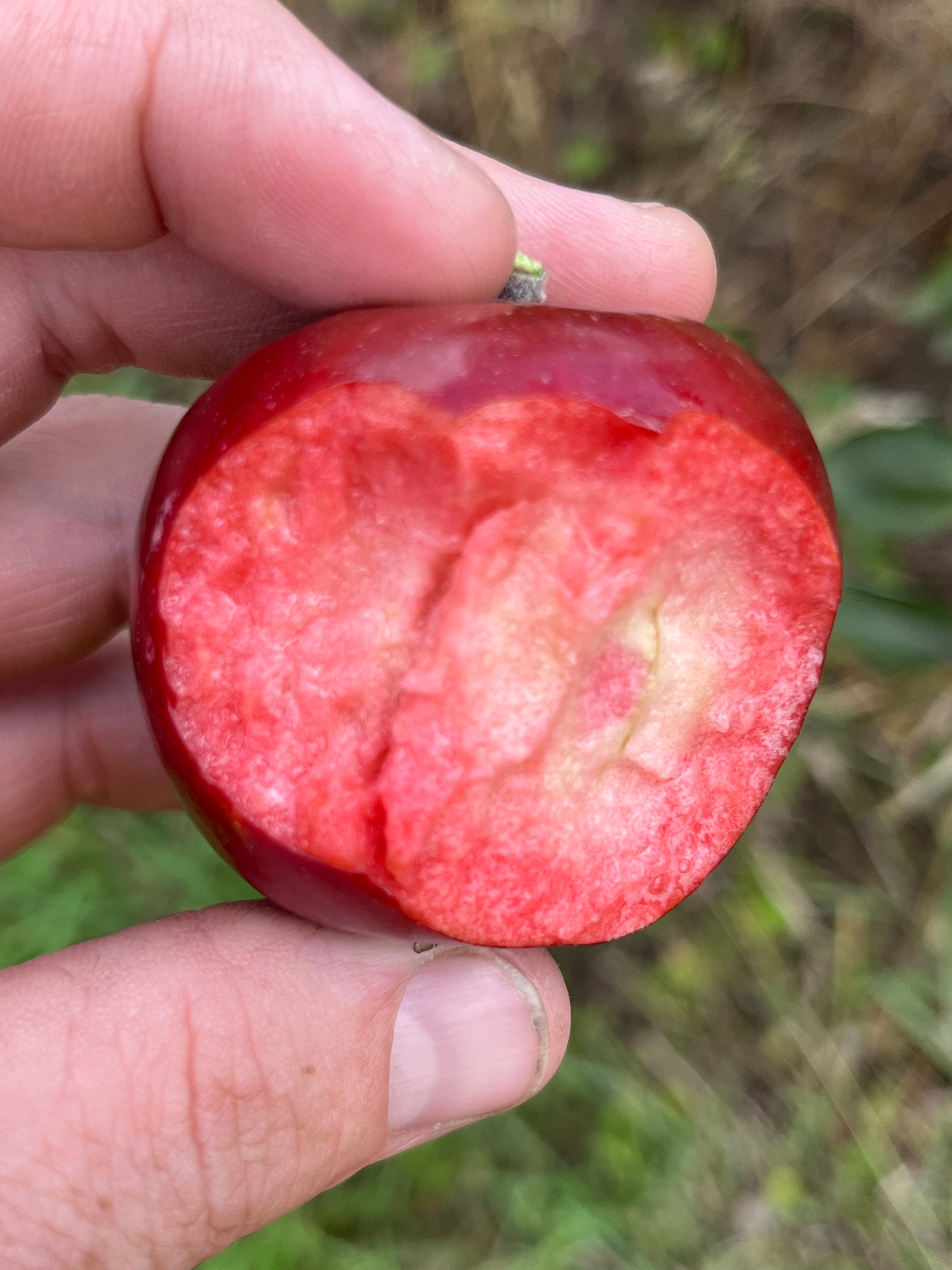 Red Flesh Apples — Roots to Fruits Nursery