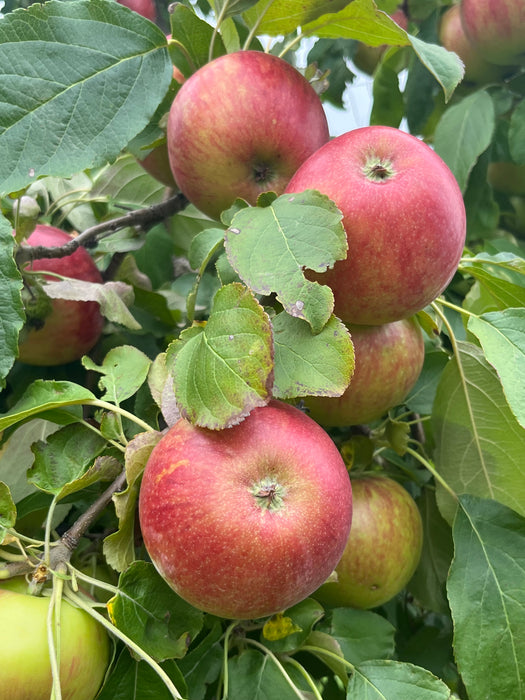 Smokehouse Apple Tree