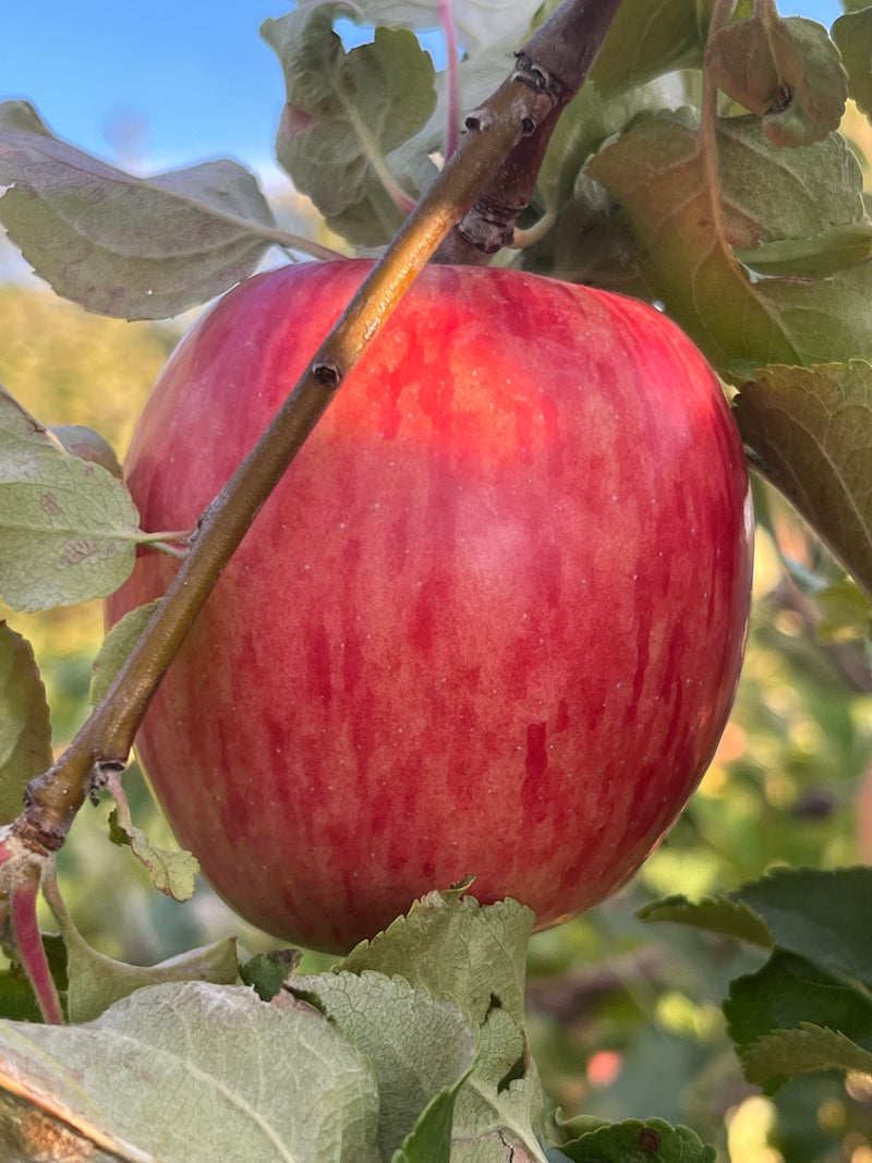 Early Strawberry Apple Tree