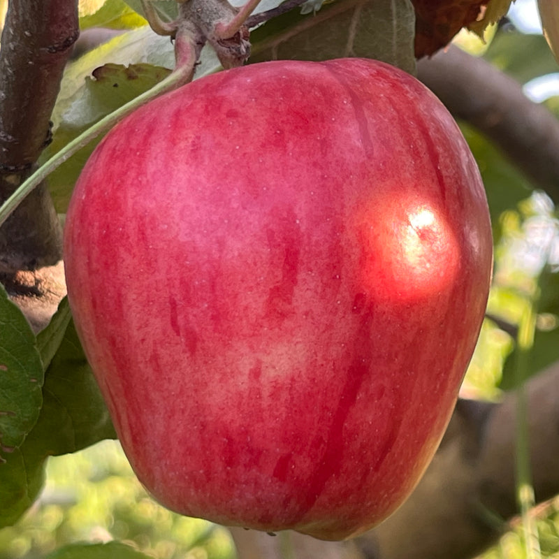 Early Strawberry Apple Tree