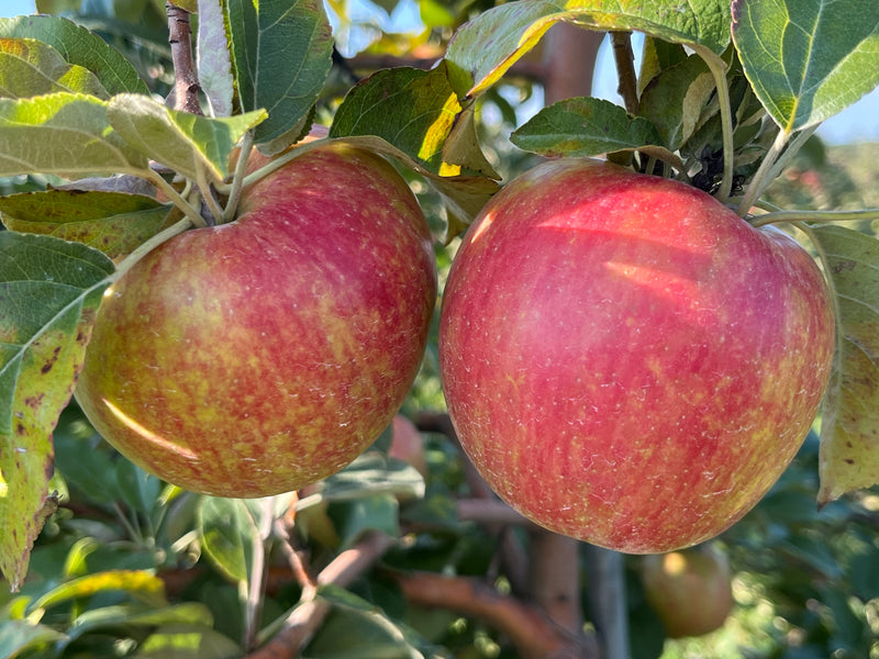 Premier Honeycrisp™  Apple Tree