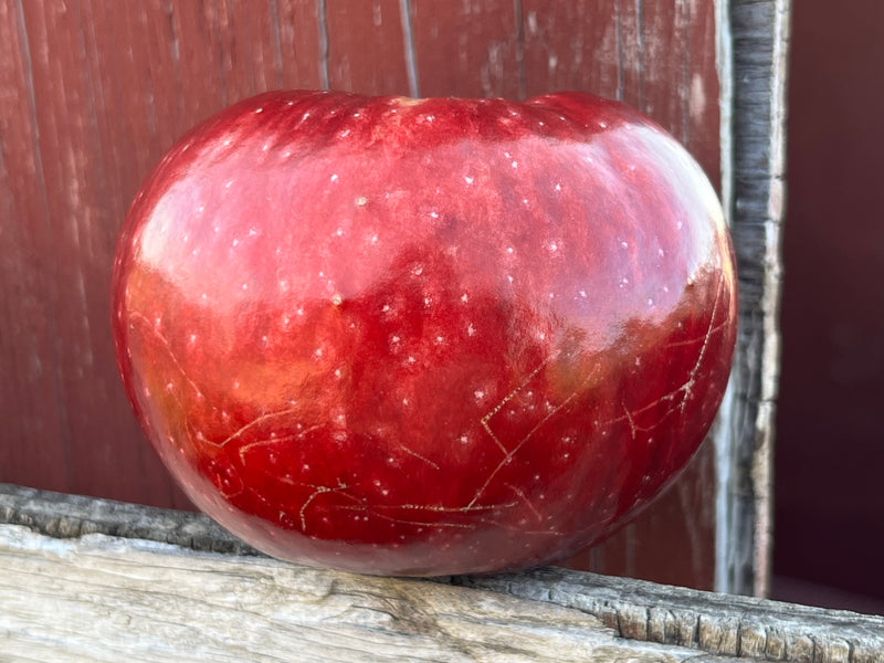 Paula Red Apple Tree