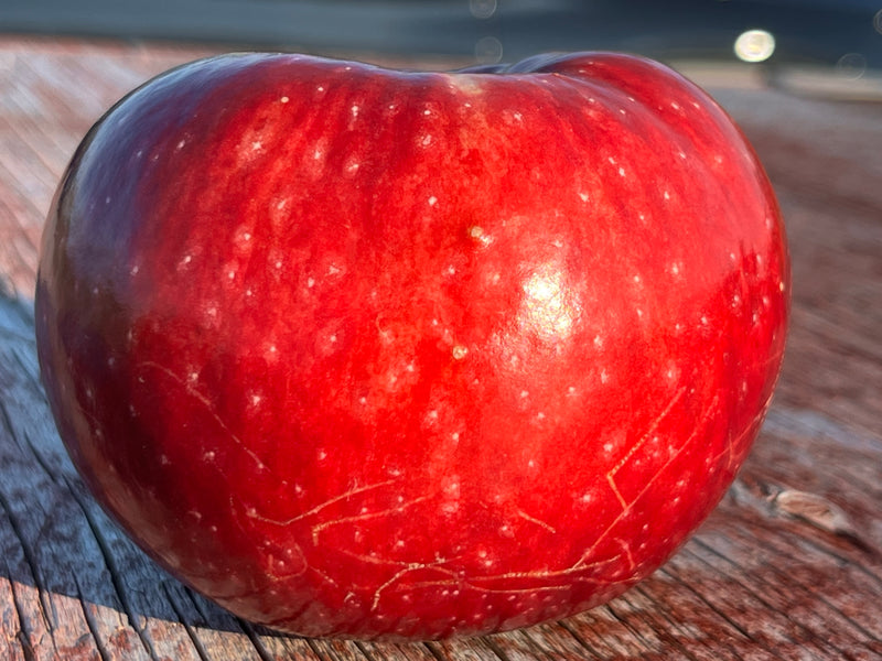 Paula Red Apple Tree