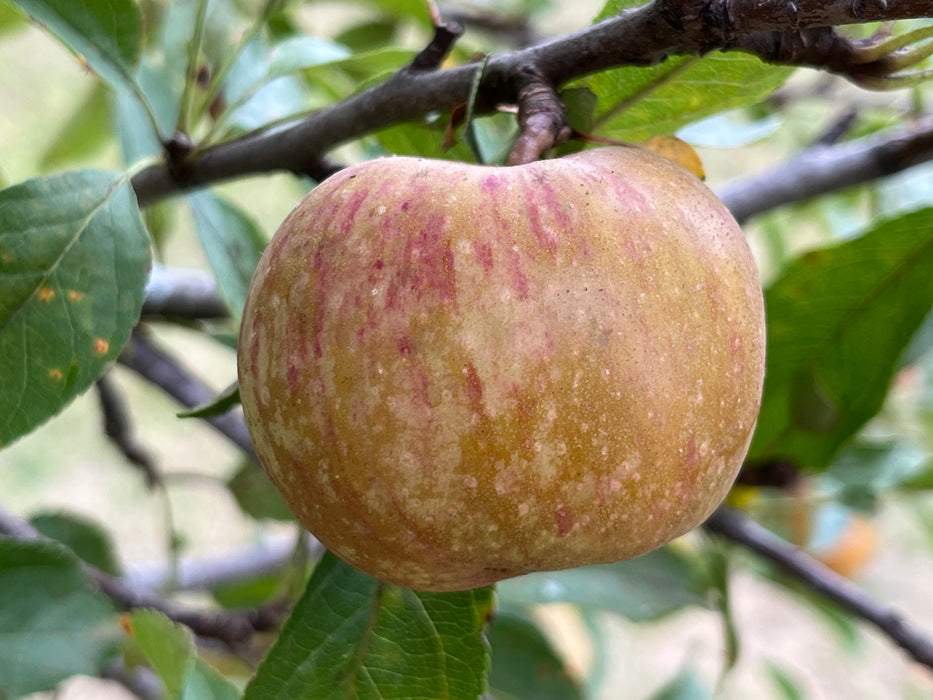 Belle de Boskoop Apple Tree