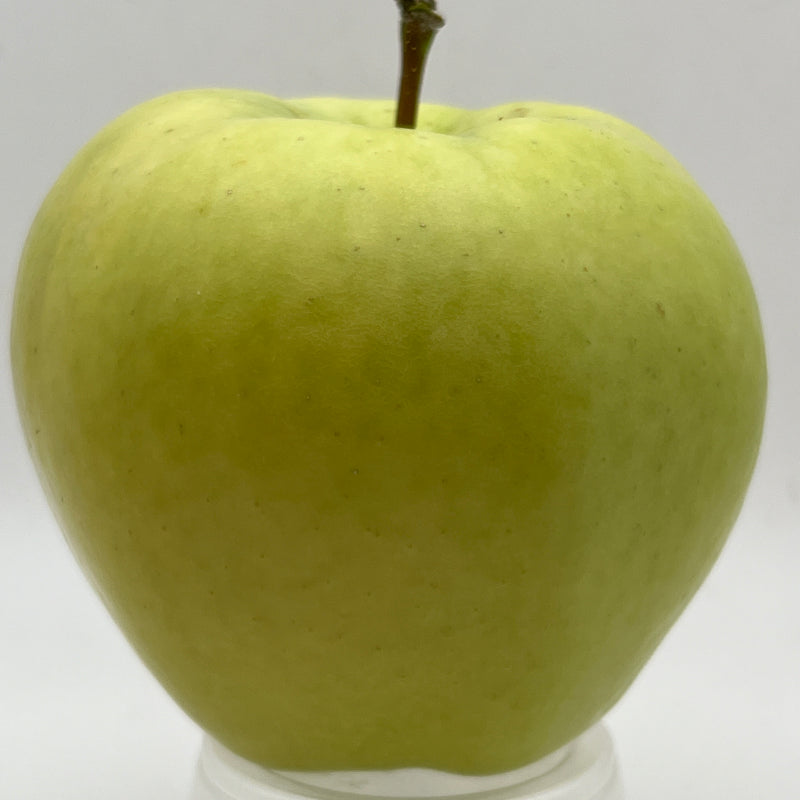 Ginger Gold® Apple Trees