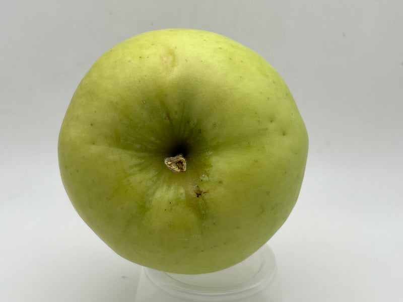 Ginger Gold® Apple Trees