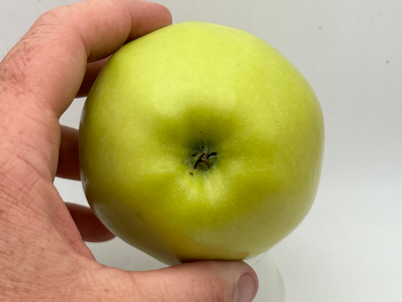 Ginger Gold® Apple Trees