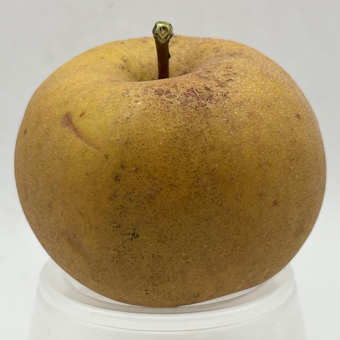 Razor Russet Apple