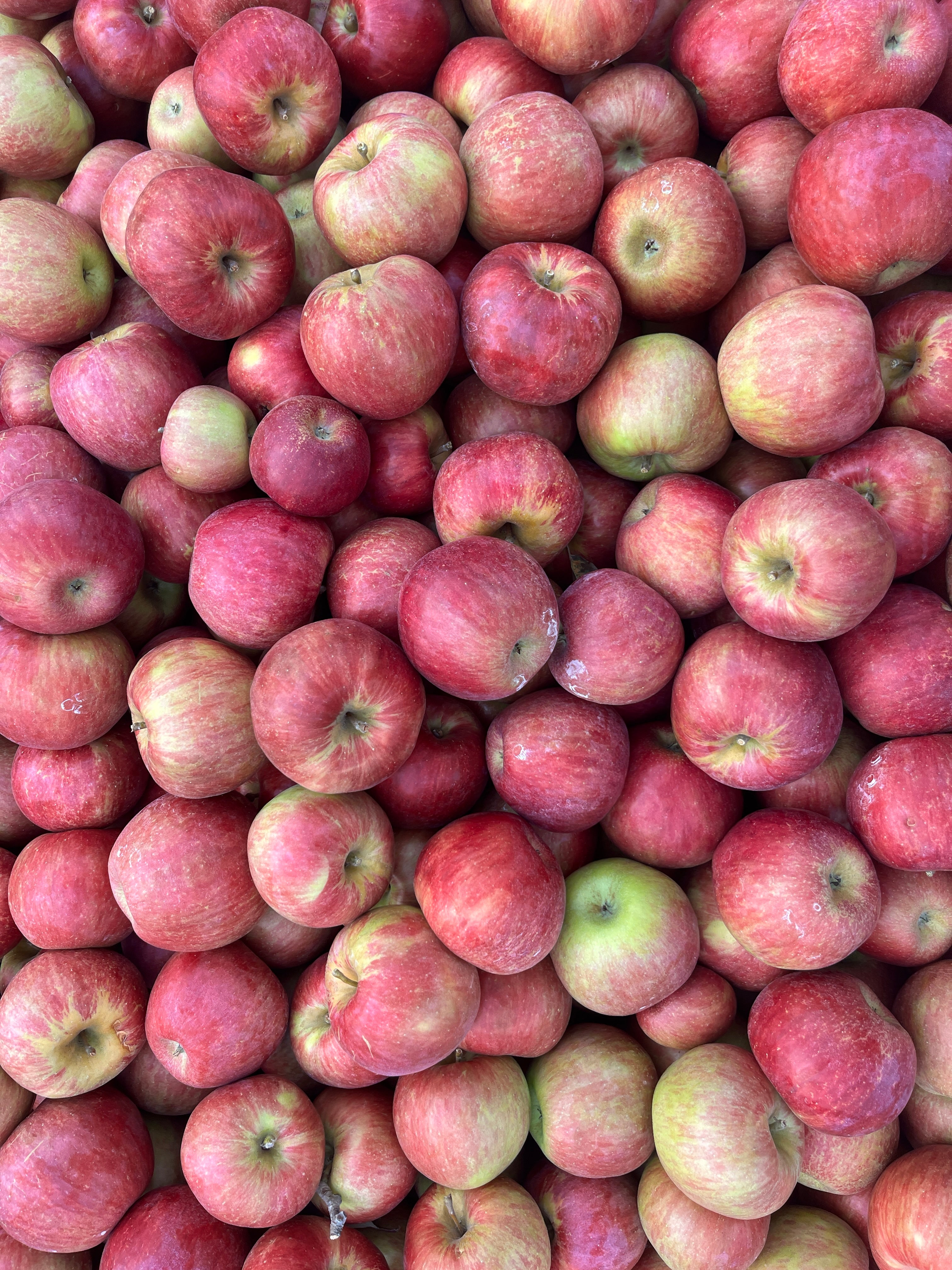 Sweet Sixteen Apple Tree — Roots to Fruits Nursery