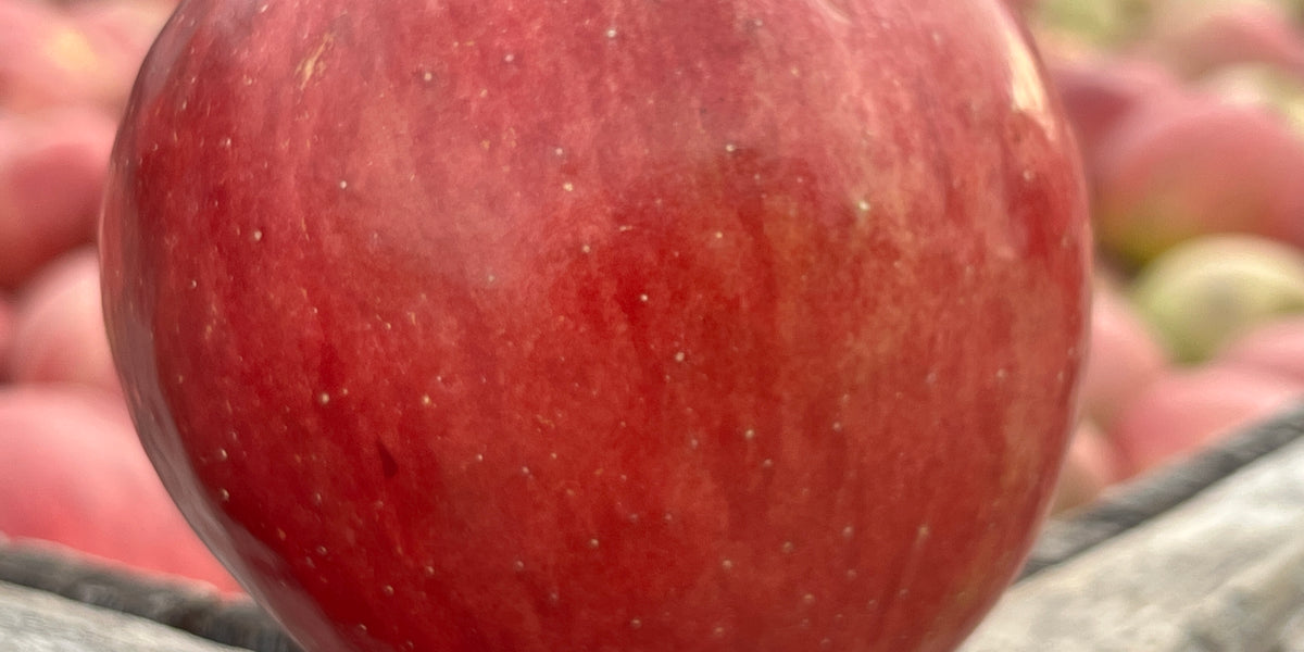 Sweet Sixteen Apple Tree — Roots to Fruits Nursery