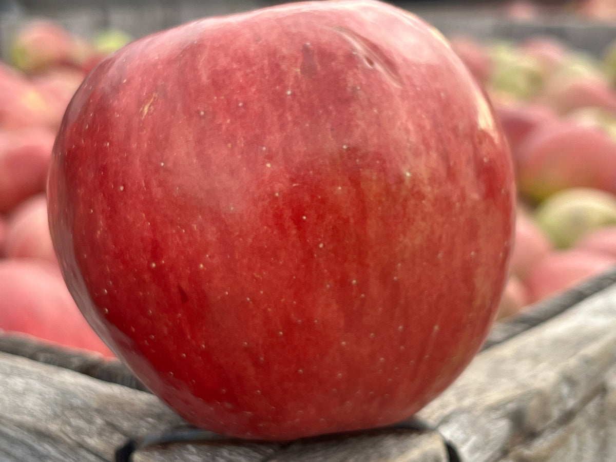 Apple - るる Tech21 FlexQuartz for iPhone 16（MagSafe対応）- パープル