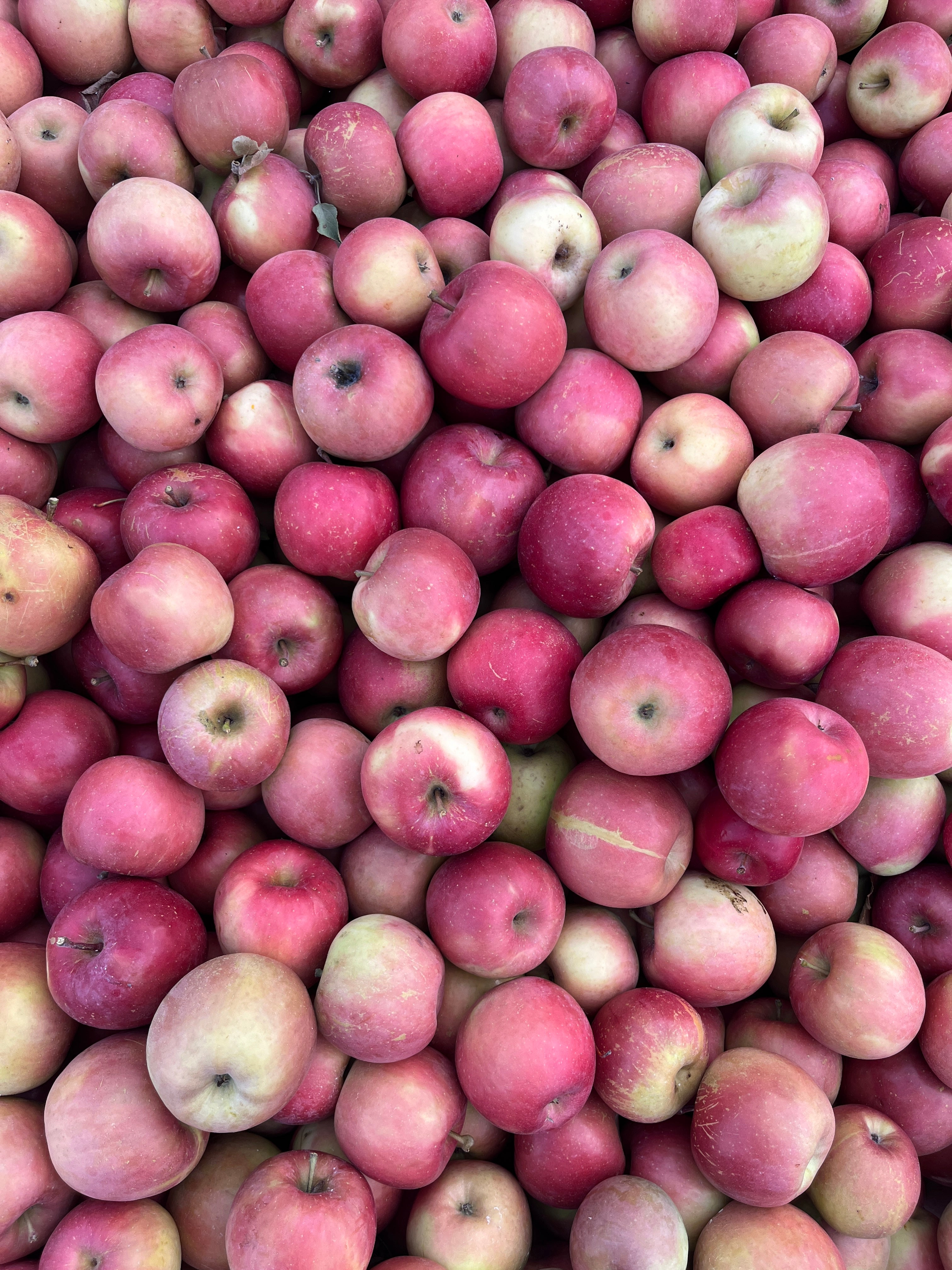 Fuji Apple Tree — Roots to Fruits Nursery