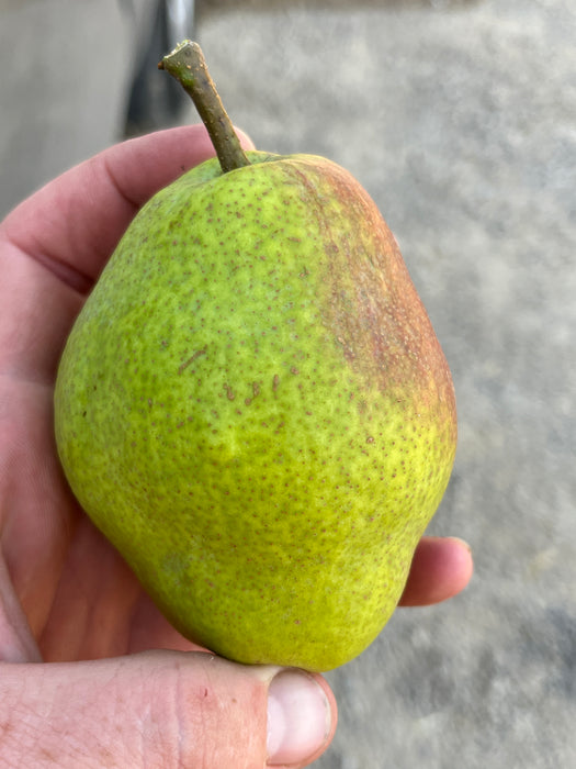 Kieffer Pear