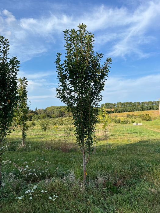 Semi-Dwarf Apple Tree Starter Collection