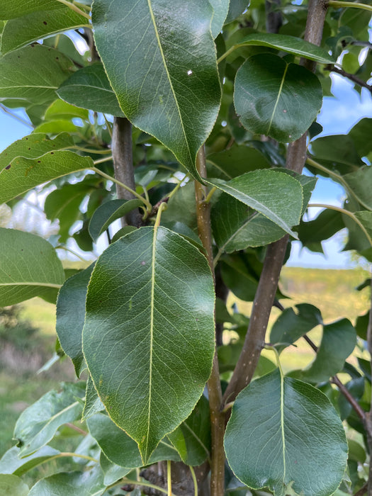 Kieffer Pear Trees