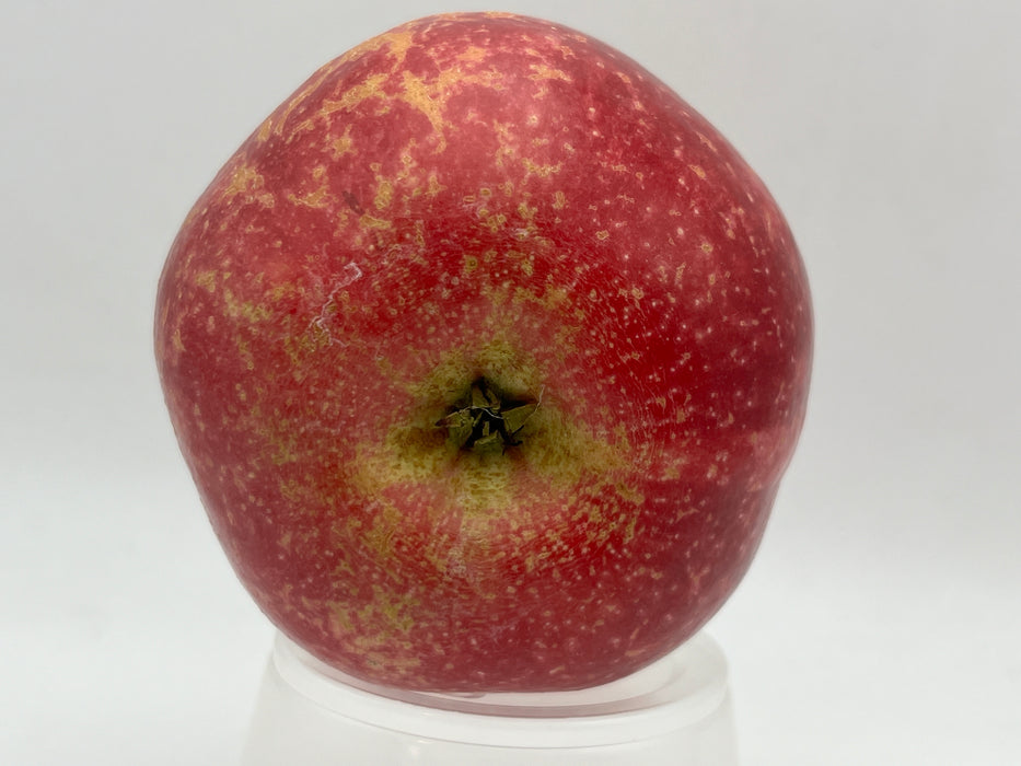 Keepsake Apple