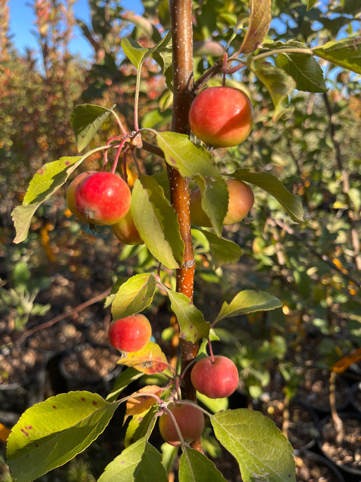 Puget Spice Apple Tree