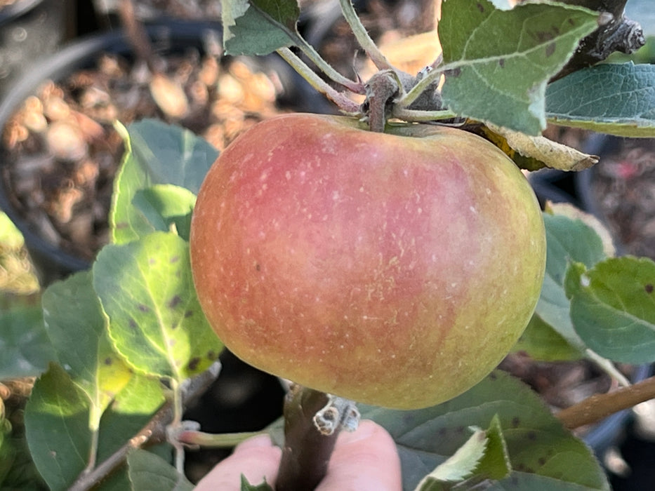 Claygate Pearmain Apple