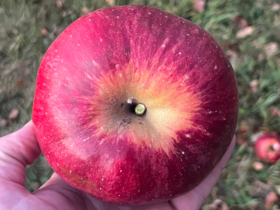 Wolf River Apple Tree