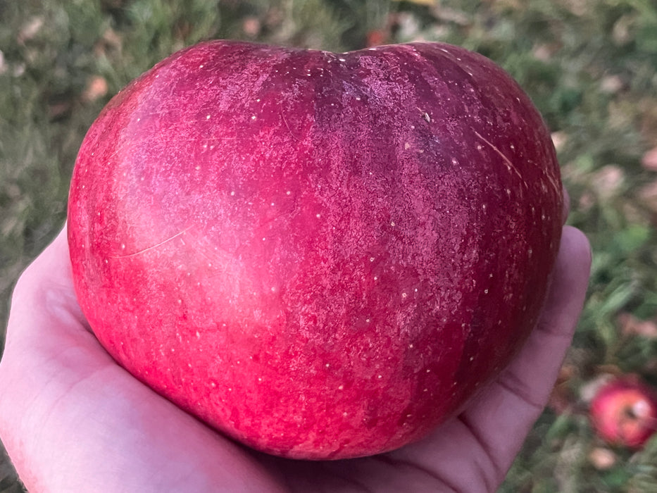 Wolf River Apple Tree