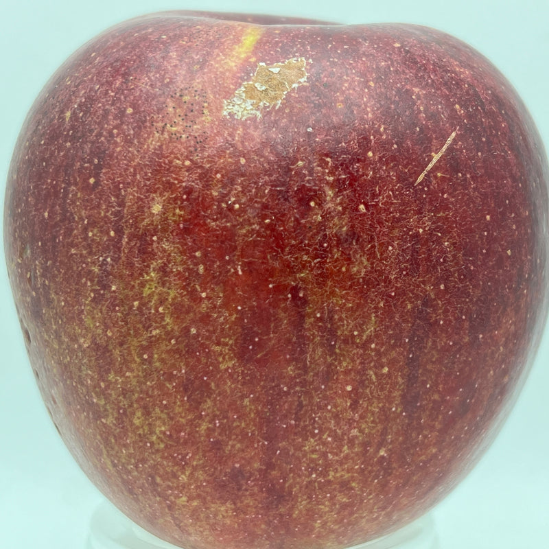 WineCrisp™ Apple Scionwood