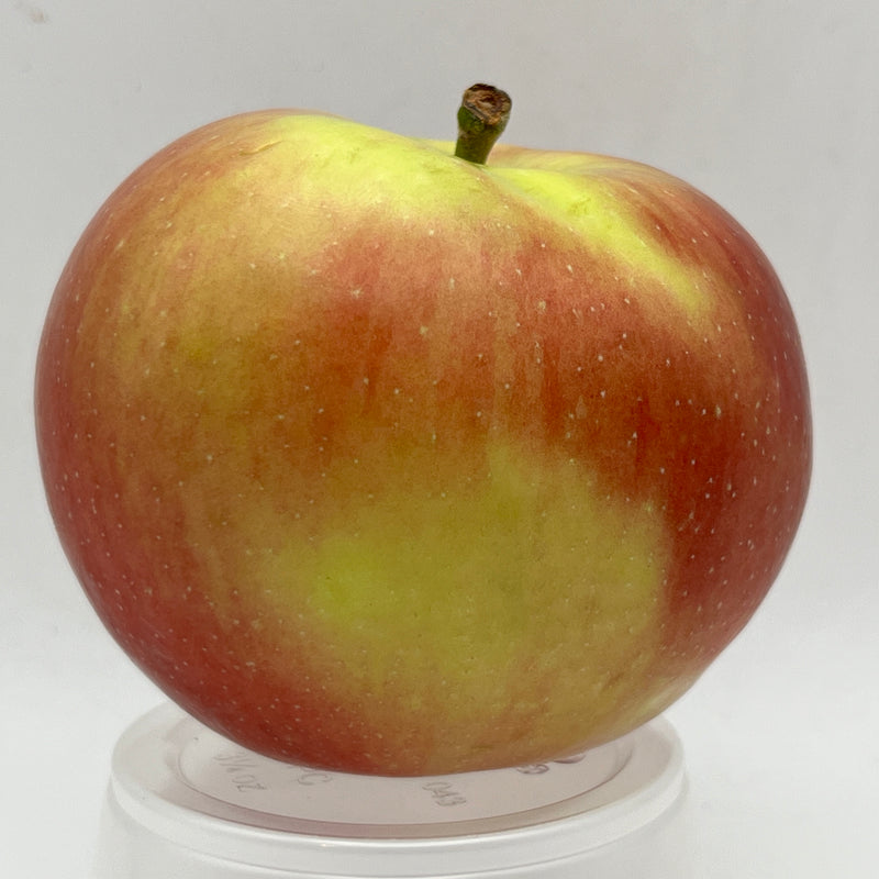 Empire Apple Scionwood