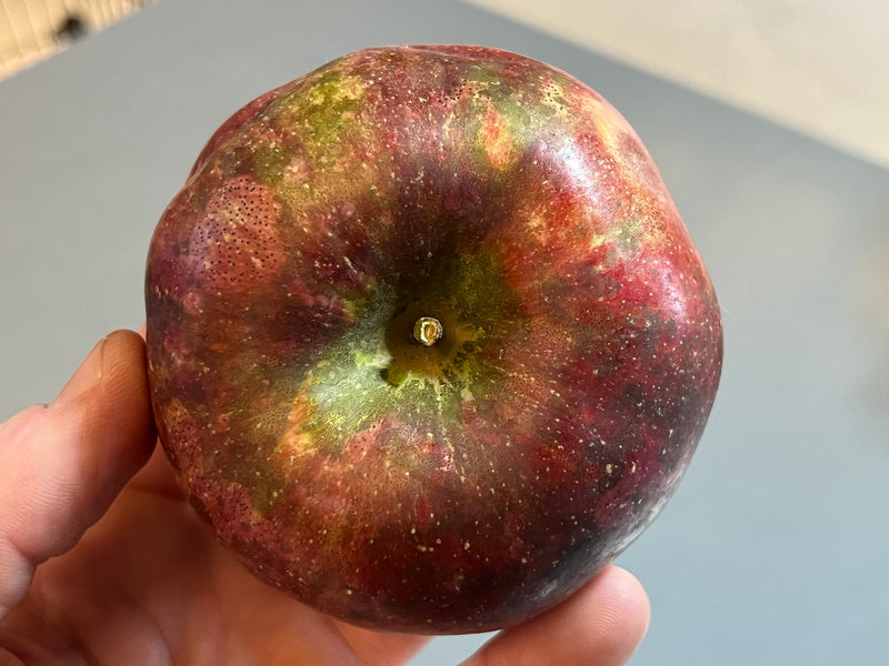 Royal Limbertwig Apple Tree