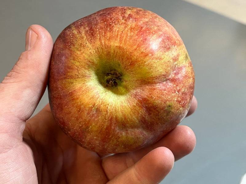 Royal Limbertwig Apple Tree