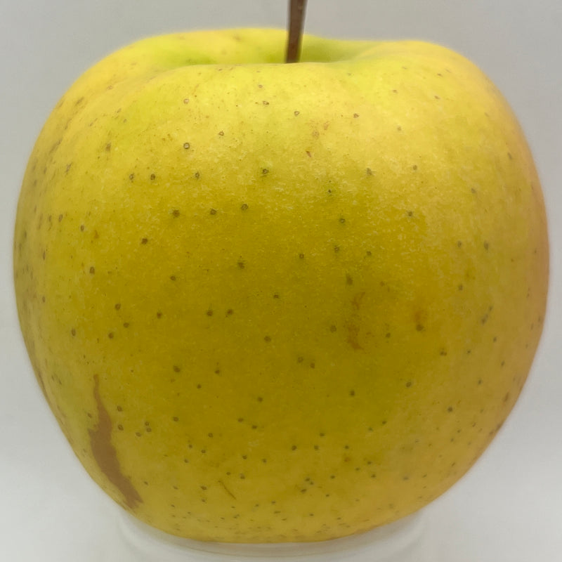 Champagne Apple Tree