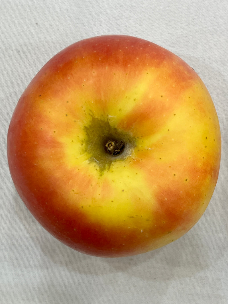 Pink Luster® Apple Trees