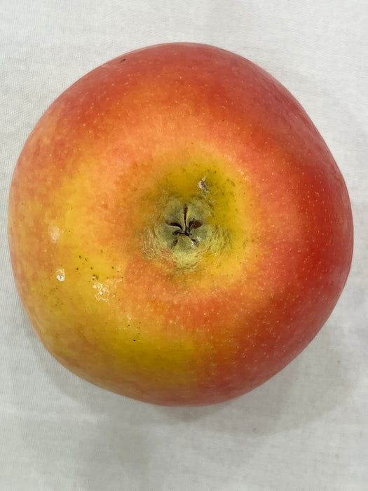 Pink Luster® Apple Trees