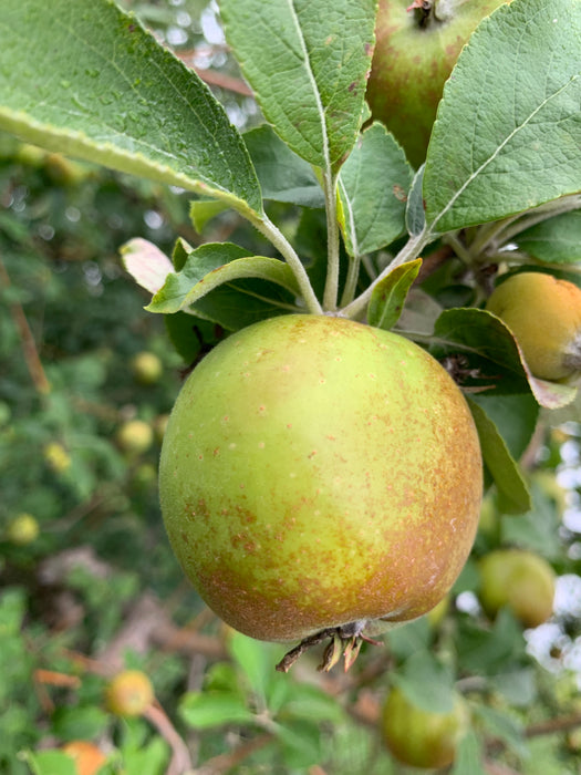 Vilberie Apple Tree