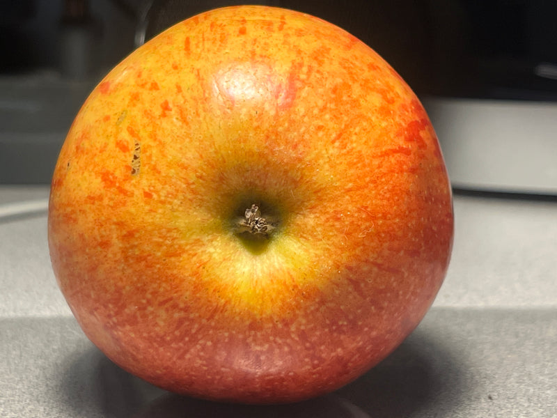 William's Pride Apple Tree