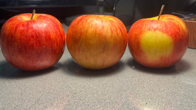 William's Pride Apple Tree