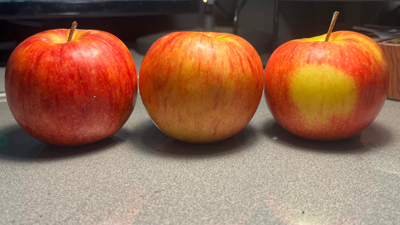 William's Pride Apple Tree