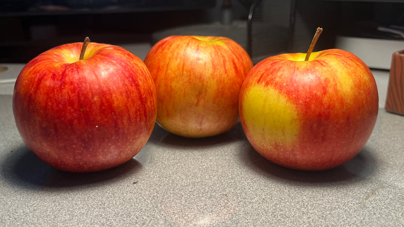 William's Pride Apple Tree