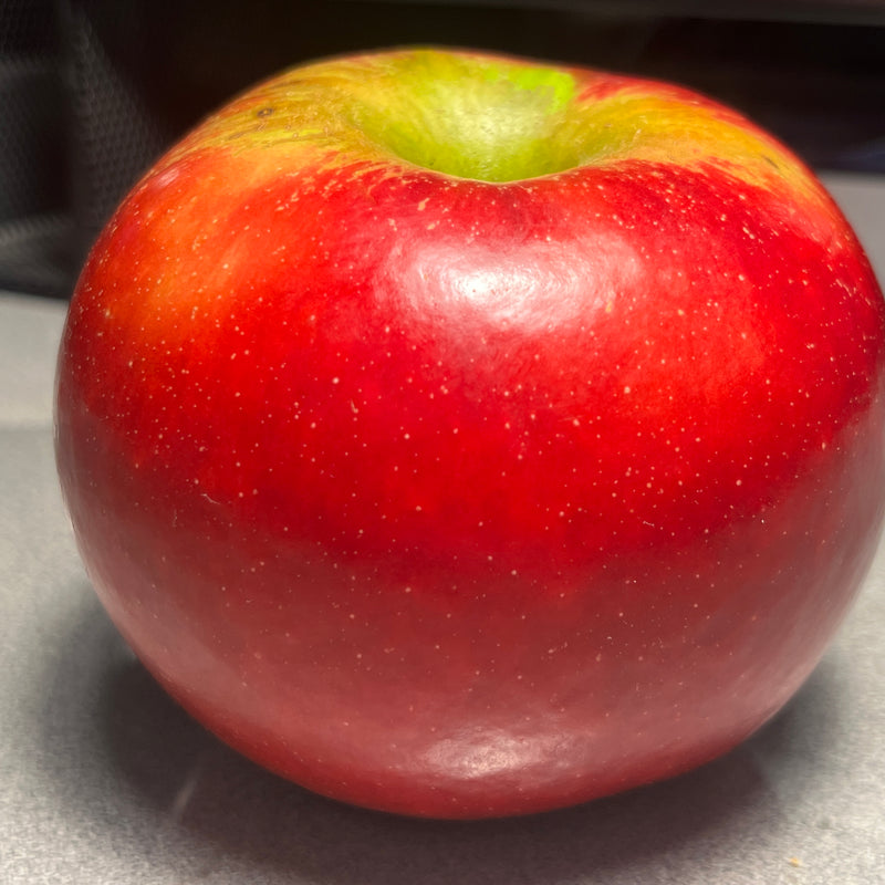 Connel Red Apple Tree