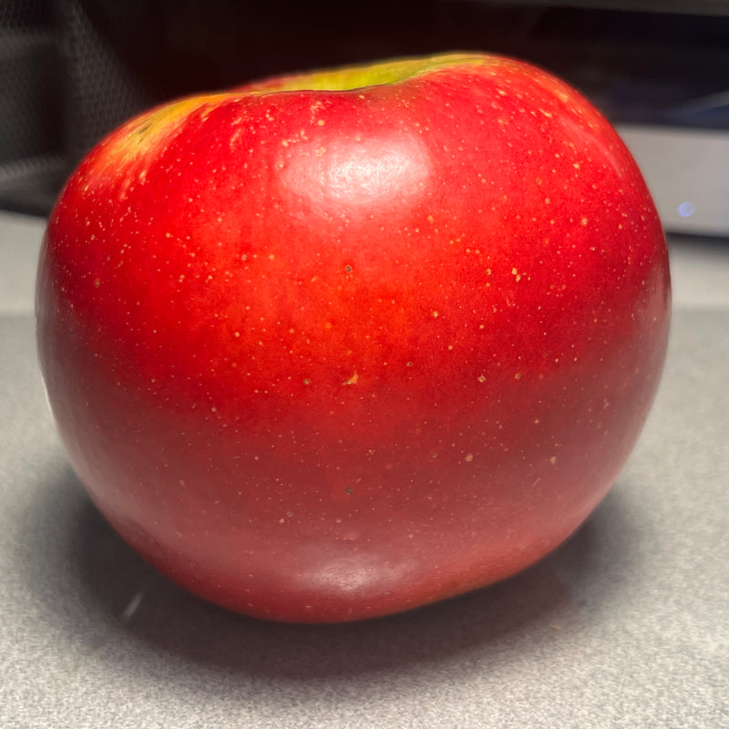 Connel Red Apple Tree