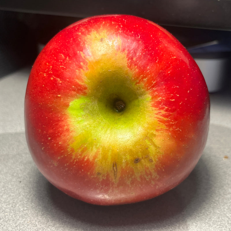 Connel Red Apple Tree