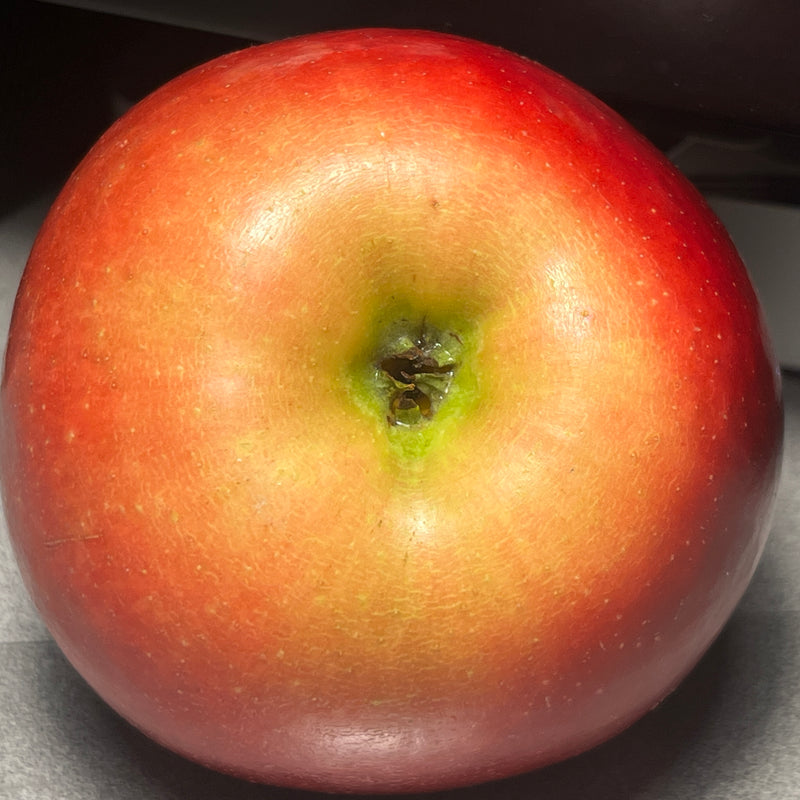 Connel Red Apple Tree