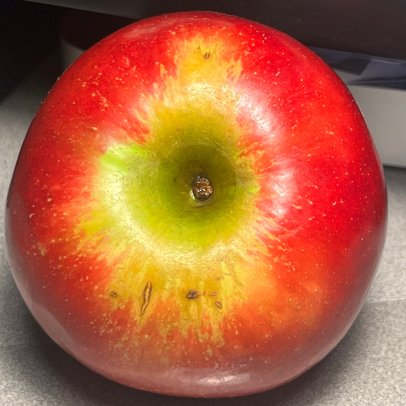 Connel Red Apple Tree