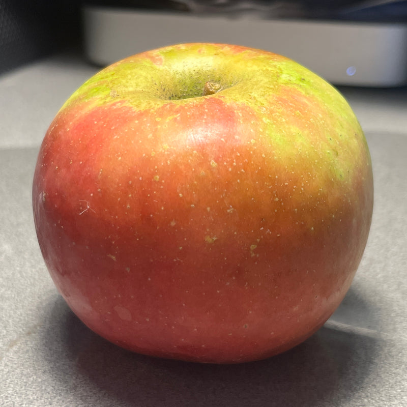 Connel Red Apple Tree