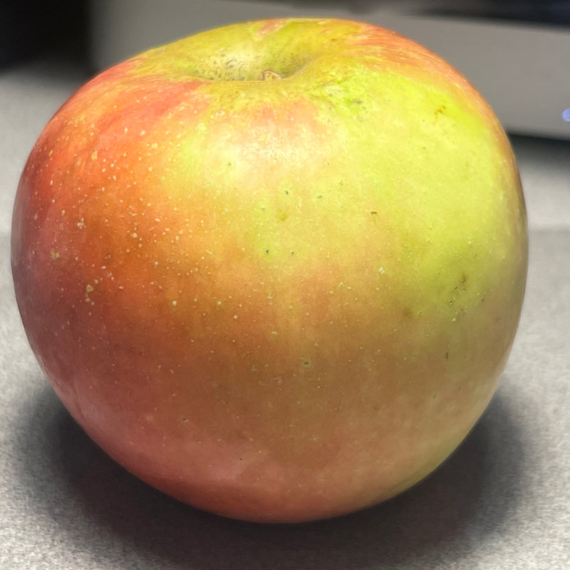 Connel Red Apple Tree