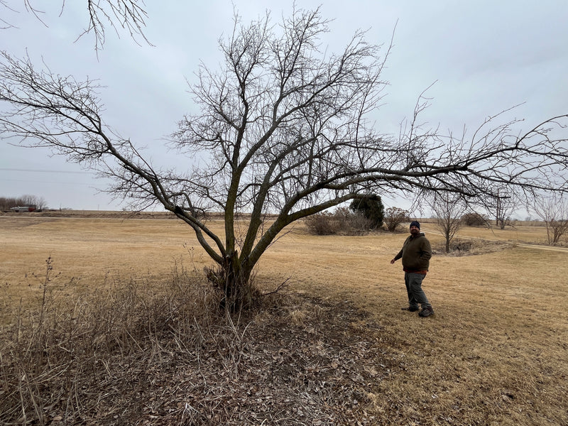 Standard Apple Tree Starter Collection