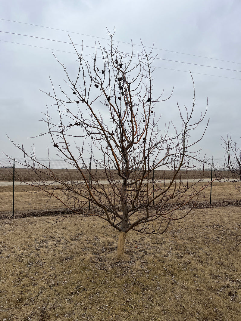 Whitney Crabapple Tree