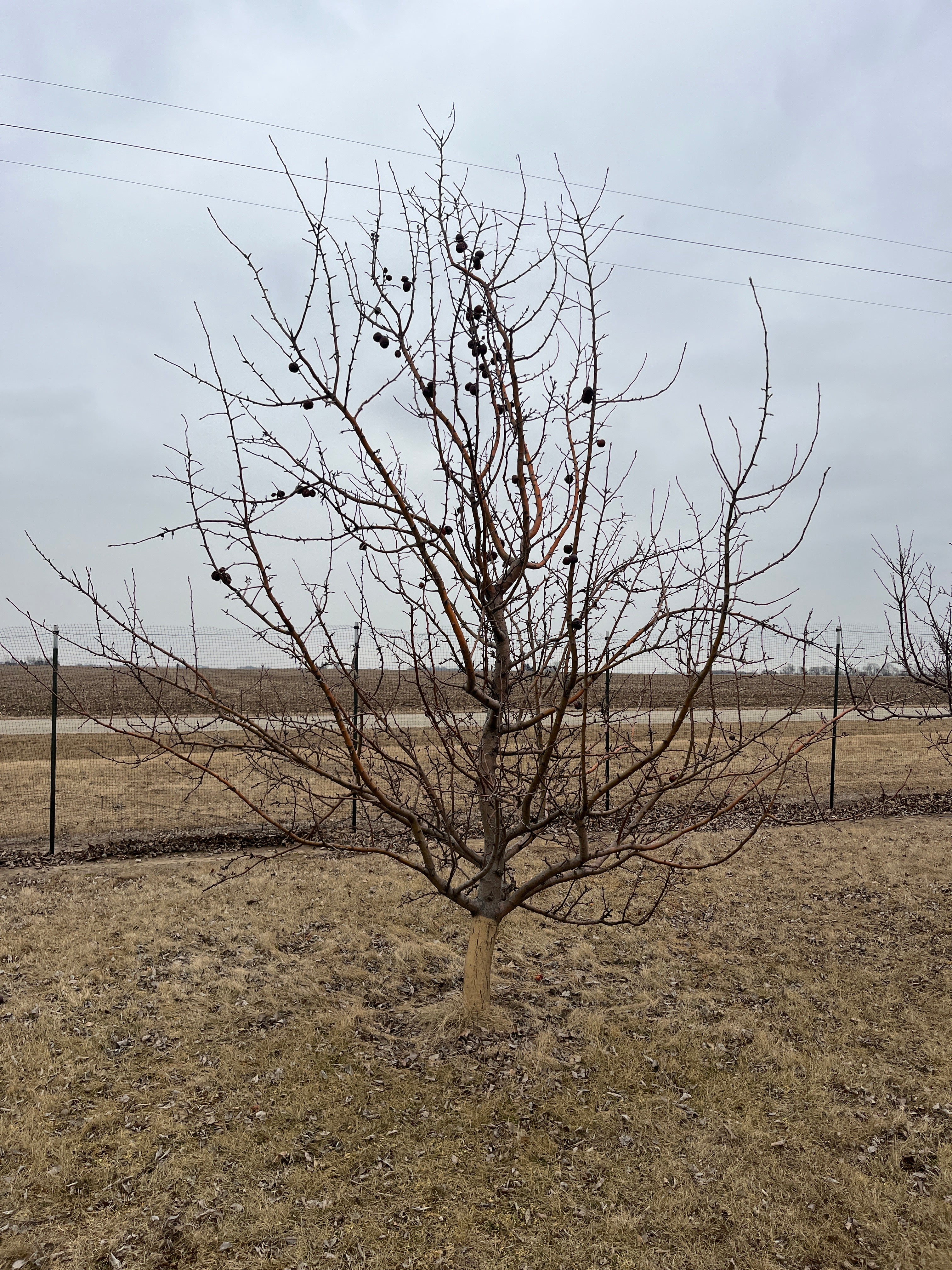 Esopus Spitzenburg Apple Trees — Roots to Fruits Nursery
