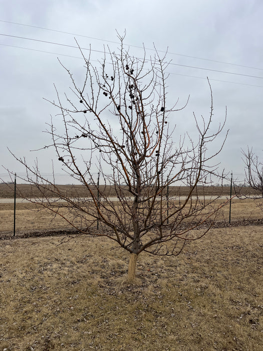 Whitney Crabapple Tree