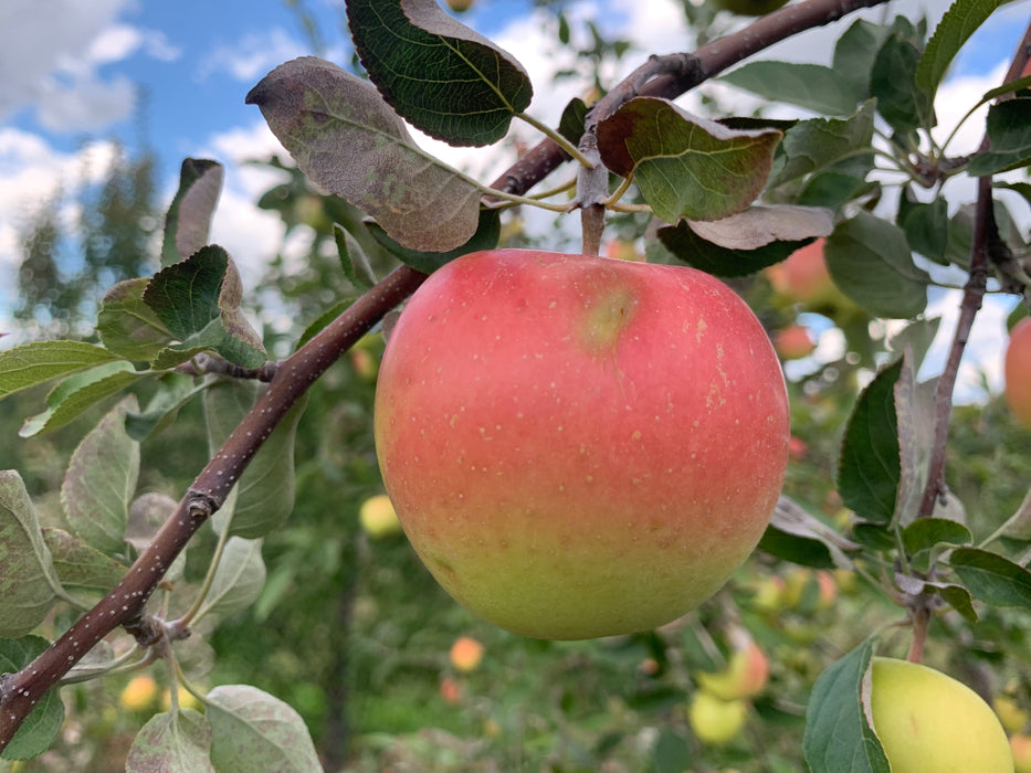 Golden Supreme Apple Tree