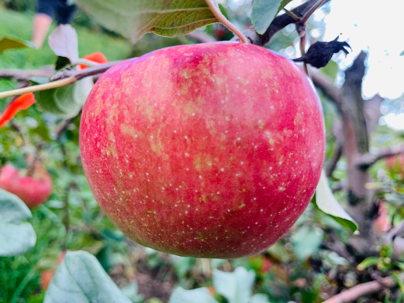 Keepsake Apple Scionwood