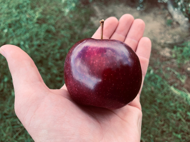 Heirloom Apples Starter Kit